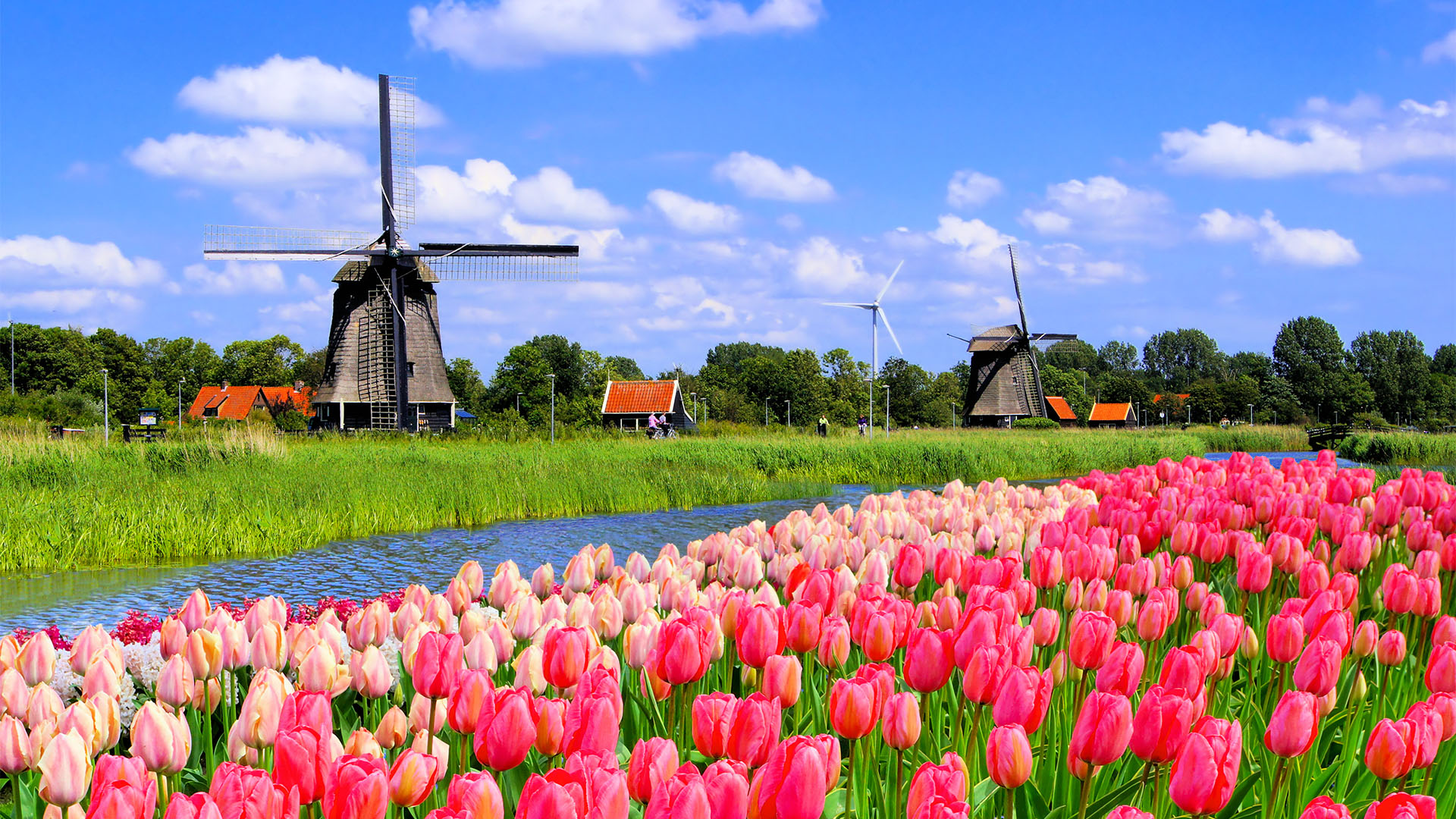 Study in Holland